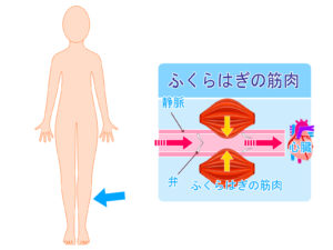 ふくらはぎの筋肉について