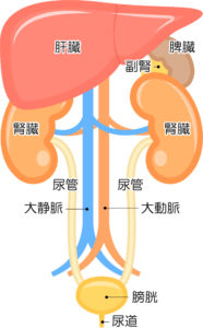 腎臓